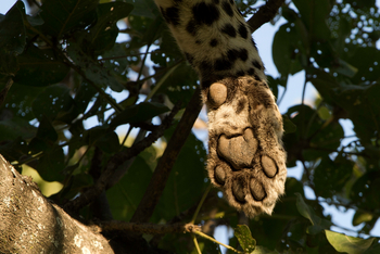 Vumbura Plains Camp: Leopardentatze