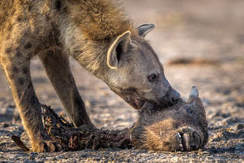 Mokete Camp: Hyäne mit Büffelkadaver