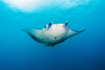 Alphonse Island Lodge: Manta Ray