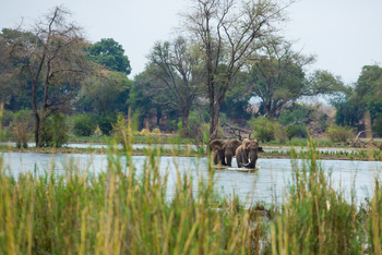 Amanzi Camp: Elefanten in einem Seitenkanal