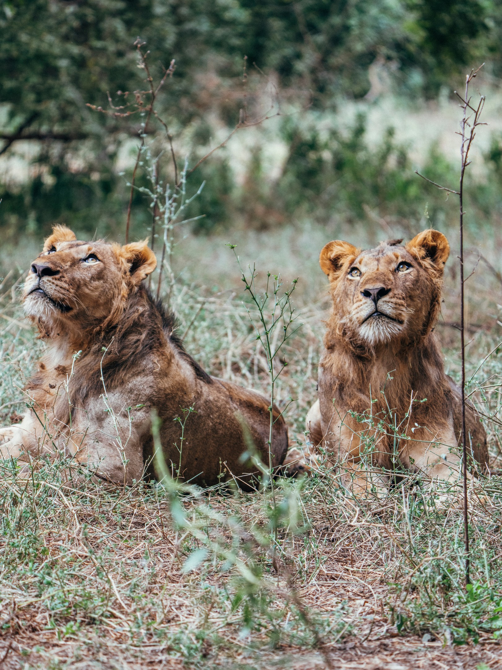 Anabezi Luxury Tented Camp Anabezi Luxury Tented Camp: Junge Löwen