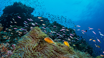 Astove Coral House: Orange Skunk Clownfish