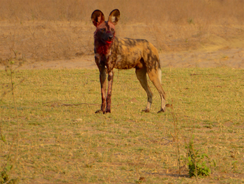Camp Mana: Wildhund mit blutigem Kopf