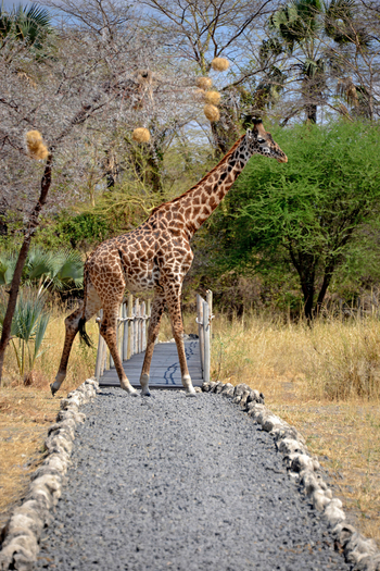 Chem Chem Lodge: Giraffe auf dem Lodge-Gelände