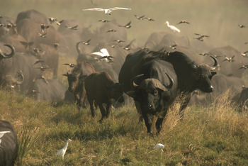 Duba Explorers Camp: Büffel und Kuhreiher