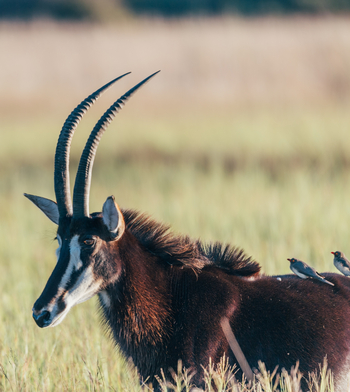 Duke's Camp: Säbelantilope