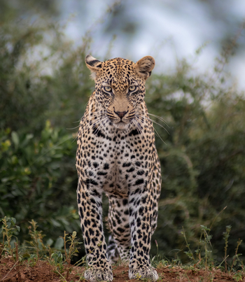 Dulini River: Leopardenportrait