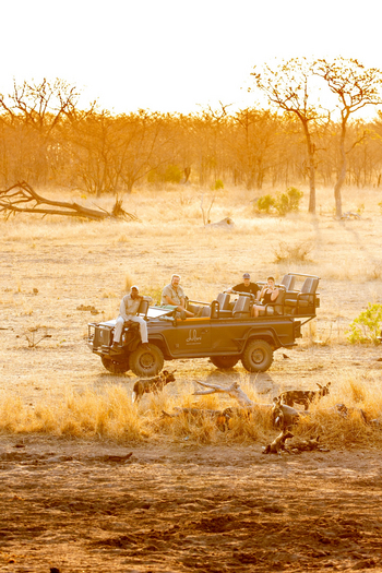 Dulini River: Wildhunde
