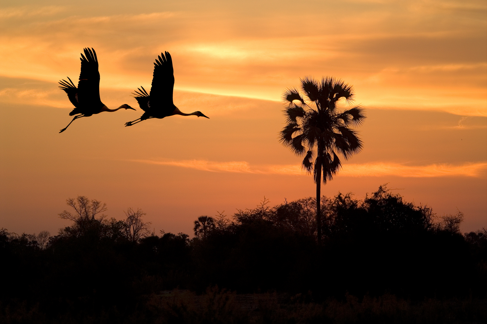 Duma Tau Camp Duma Tau Camp: Fliegende Kraniche