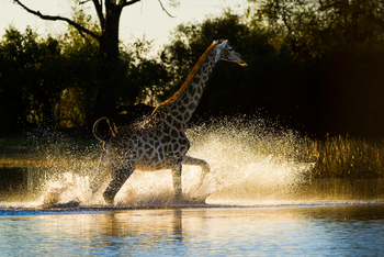 Duma Tau Camp: Giraffe im tiefen Wasser