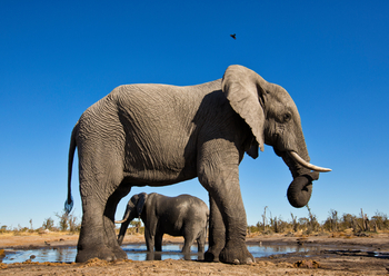 Elephant Pan Camp: Einer unterm andern