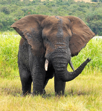 Enjojo Lodge: Elefantenbulle