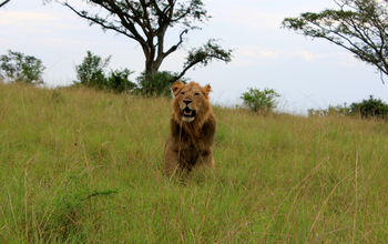 Enjojo Lodge: Männlicher Löwe