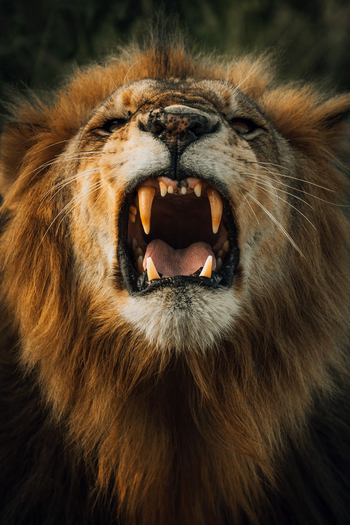 Forest Chem Chem: Gefletschte Zähne