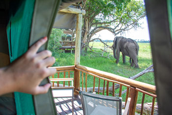 Gunn's Camp: Elefant zwischen Gästezelten