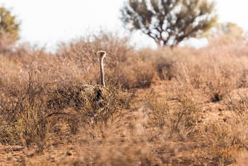 Kalahari Farmhouse: Strauß