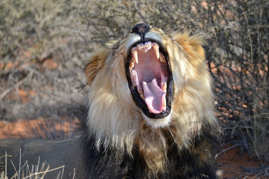 Kalahari Game Lodge