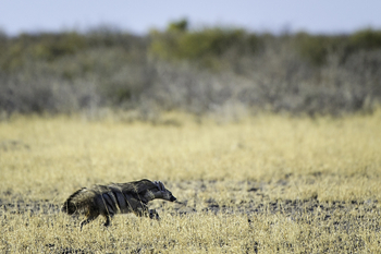 Kalahari Plains Camp: Erdwolf