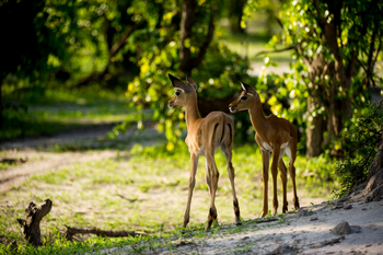 King's Pool Camp King's Pool Camp: Schwarzfersenantilopen
