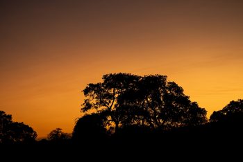 Kokoko Camp: Bäume am Abend