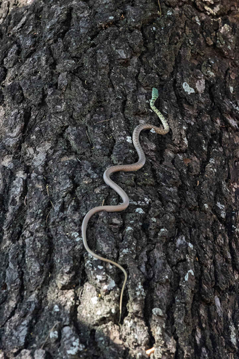 Koro River Camp: Spotted Bush Snake