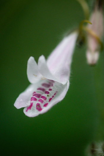 Koroi Forest Camp: Fingerhut