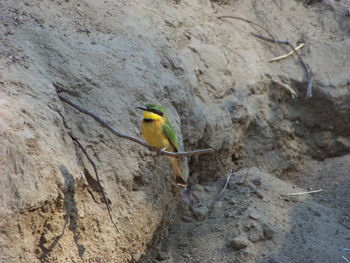 Kutandala Camp: Zwergspint