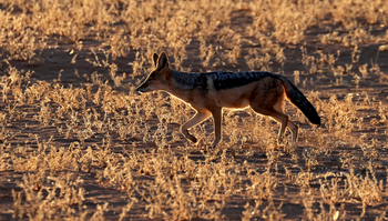 Kwessi Dunes: Schabrackenschakal