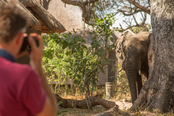 Lagoon Camp Lagoon Camp: Neugieriger Elefant
