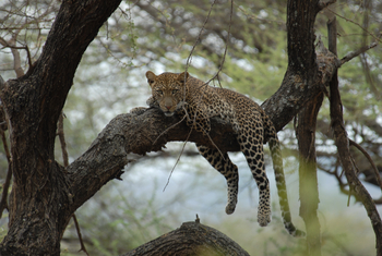 Legendary Mila Tented Camp: Leopard
