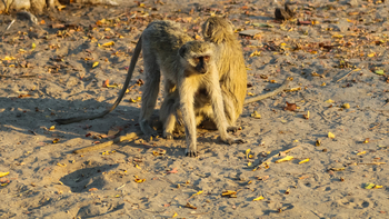 Lianshulu Lodge Lianshulu Lodge: Grüne Meerkatzen