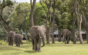 Little Governors' Camp Little Governors' Camp: Elefantenfamilie
