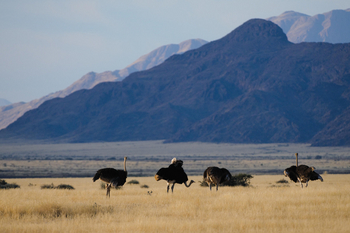 Little Kulala: Strauss