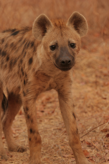 Little Vundu Camp Little Vundu Camp: Hyäne