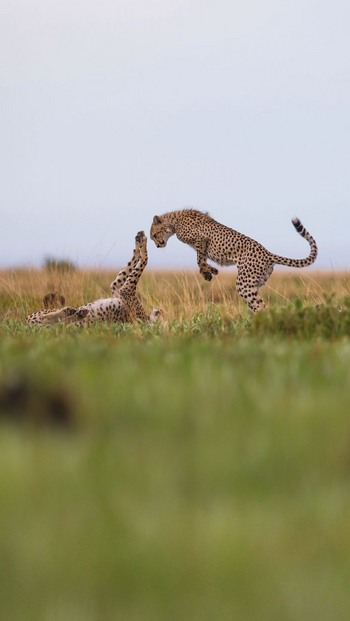 Liuwa Camp: Geparden