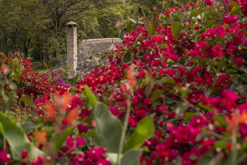 Loldia House: Blühende Sträucher