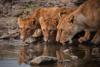 Mahali Mzuri: Löwen am Wasserloch