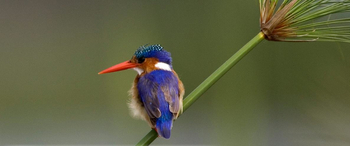 Mfuwe Lodge: Eisvogel