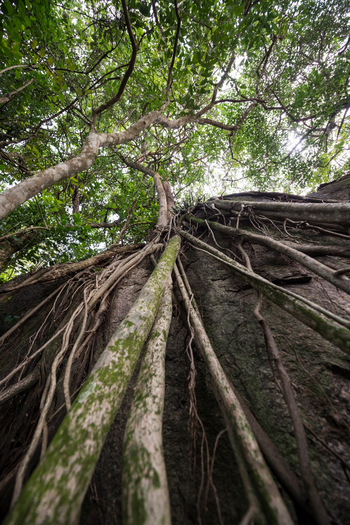 Mihingo Lodge: Würgefeige