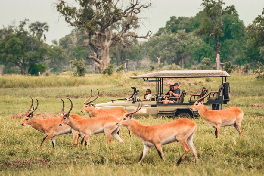 Moremi Crossing