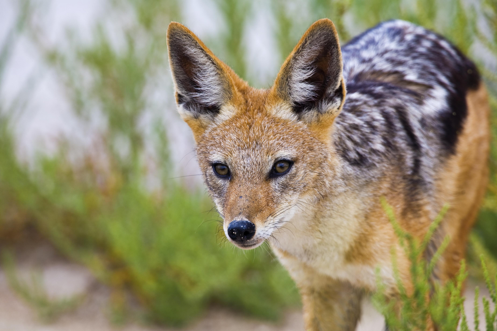 Mushara Game Drive Mushara Game Drive: Schakal