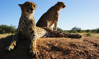 Naankuse Lodge: Gepardenpärchen