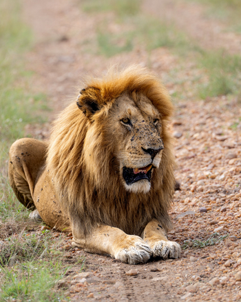 Naona Moru Camp: Ruhender Löwe