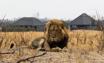 Nehimba Lodge: Löwe vor dem Camp