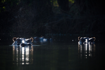 Ntemwa Busanga Bushcamp Ntemwa Busanga Bushcamp: Nilpferde im Fluss