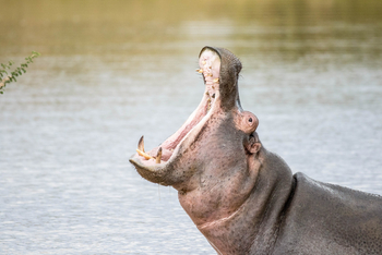 Old Traders Lodge: Hippo