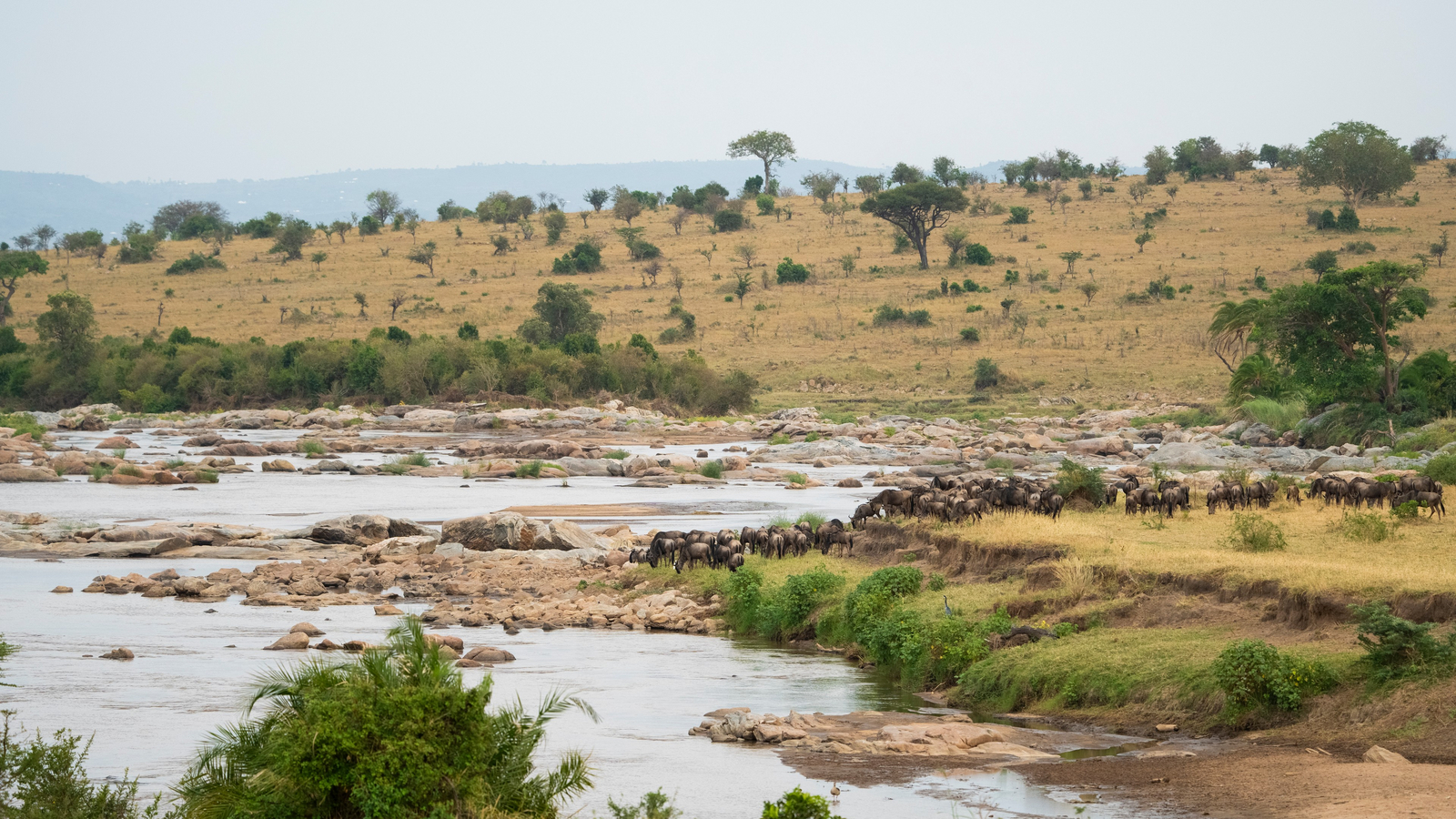 Olmara Camp Olmara Camp: Gnuherde am Mara River