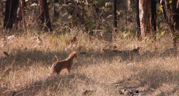 Pench Jungle Camp: Jungle cat (Felis chaus)