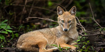 Pench Tree Lodge Pench Tree Lodge: Indischer Wolf