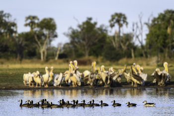 Qorokwe Camp: Pelikane und White-faced Whistling Ducks